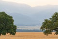 Tree in a wheat field in front of mountains Royalty Free Stock Photo