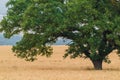 Tree in a wheat field in front of mountains Royalty Free Stock Photo