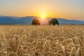 Tree in a wheat field in front of mountains Royalty Free Stock Photo