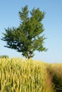 Tree, wheat field and path Royalty Free Stock Photo