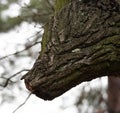 Wolf head tree