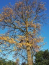 Tree in autumn sunlight against a blue sky