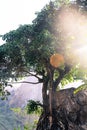 Tree on the cliff of the mountain