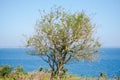 A tree, ile de Groix