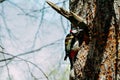 The tree on which the woodpecker sits and does not look into the hollow. Royalty Free Stock Photo