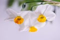 tree white Amaryllidaceae fresh flower Royalty Free Stock Photo