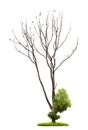 Tree on white background