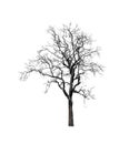 Deadtree isolated on a white background Royalty Free Stock Photo