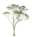 Tree on white background