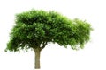 Tree on white background Royalty Free Stock Photo