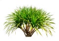 Tree on white background, Dracaena cochinchinensis tree . Ornamental plants for garden decoration