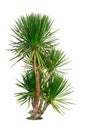 Tree on white background, Dracaena cochinchinensis tree. Ornamental plants for garden decoration