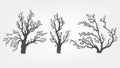 Tree on a white background with leaves Royalty Free Stock Photo