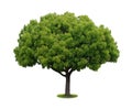 A tree with a white background no6 Royalty Free Stock Photo