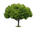 A tree with a white background no6