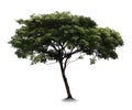 Tree with white background
