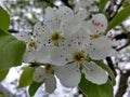 Tree white flower