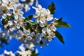 Tree with white flowers against the sky in the spring Royalty Free Stock Photo