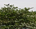 Tree with white flowers and a blackbird sitting on it under sunlight Royalty Free Stock Photo