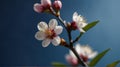 a tree with white flowers and the word cherry on it Royalty Free Stock Photo