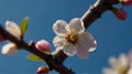 a tree with white flowers and the word cherry on it Royalty Free Stock Photo