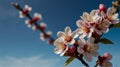 a tree with white flowers and the word cherry on it Royalty Free Stock Photo