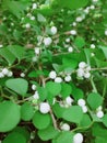 A tree with white fruit