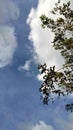 the tree and the white giant cloud