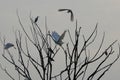 a tree with white herons