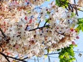 Tree with White and Pink Flowers Against Blue Sky Royalty Free Stock Photo