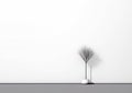 A tree in a white pot casts a shadow on the wall next to the large white wall.