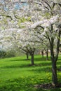 Tree with White Spring Blossoms of Cherry in the Garden Royalty Free Stock Photo