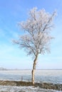 Tree in a white winter landscape Royalty Free Stock Photo