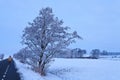 Tree in a white winter landscape Royalty Free Stock Photo