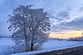 Tree in a white winter landscape Royalty Free Stock Photo