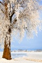 Tree in a white winter landscape Royalty Free Stock Photo
