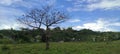 a tree whose leaves miscarry in a village in the Mamuju area