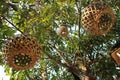 tree and wicker lampshades in luang prabang (laos)