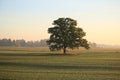 Tree with wide branches in the center of a large village field Royalty Free Stock Photo