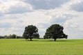 Tree with wide branches in the center of a large village field Royalty Free Stock Photo