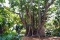 Tree wide trunk