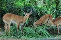 TREE WILD FOREST GOATS EATING GRASS IN SAFARI GARDEN BOGOR INDONESIA