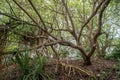 Tree in the wild green forest at the tropical island Royalty Free Stock Photo