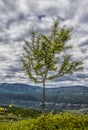 Tree in wild landscape