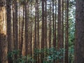 Tree wilderness during our hike to Mount Takao, Tokyo, Japan Royalty Free Stock Photo