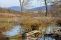 Tree, willow fallen in the lake and blue sky Royalty Free Stock Photo