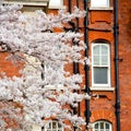 tree window in europe london red brick wall and histo