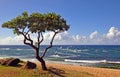 Tree and windsurfers, Maui, HI Royalty Free Stock Photo