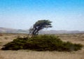 Tree on a Windy Coast