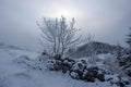 Tree in winter